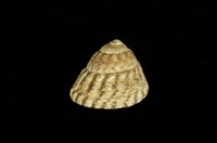 藏品(粗瘤黑鐘螺)的圖片